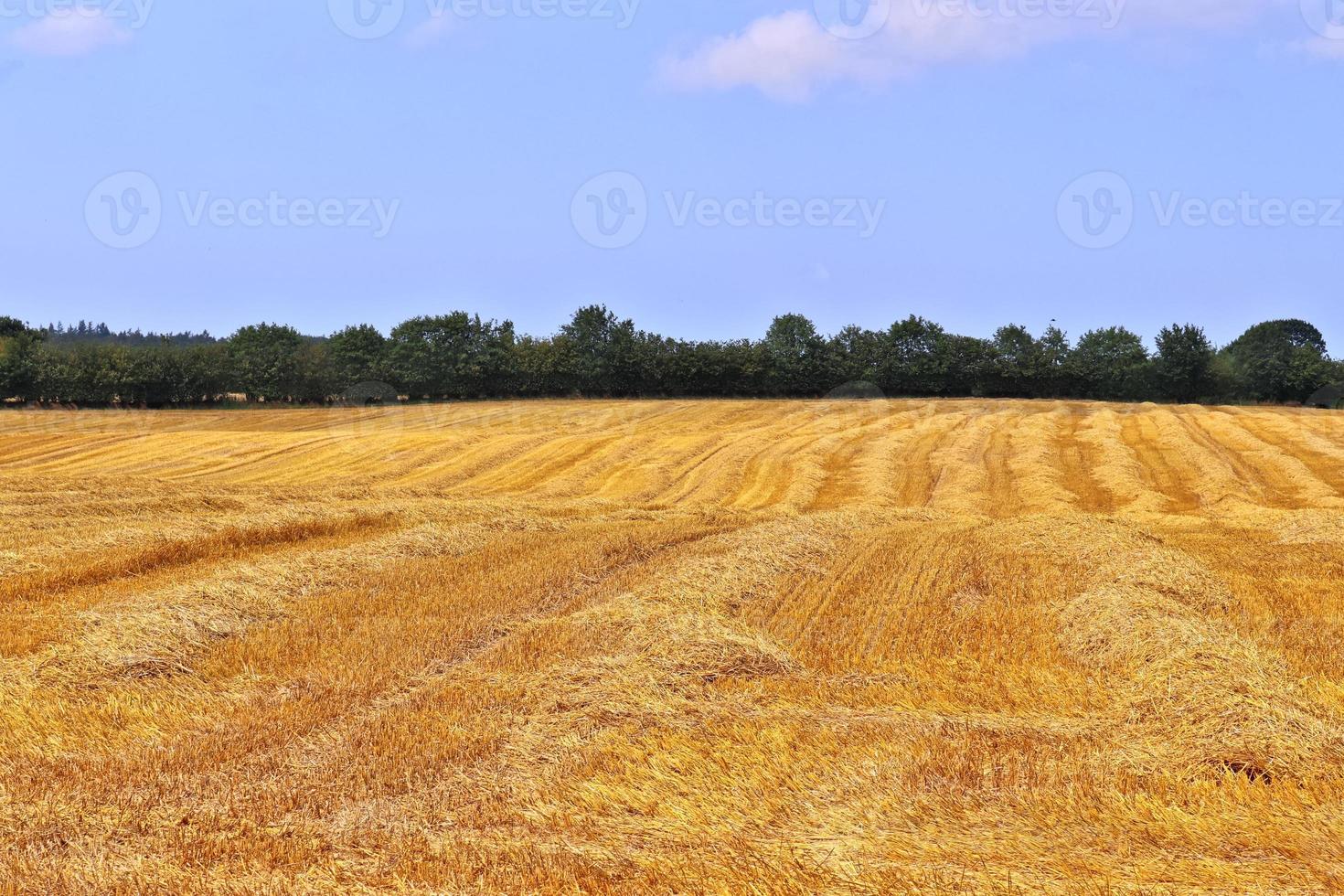 sommerlicher blick auf landwirtschaftliche ernte- und weizenfelder, die zur ernte bereit sind foto