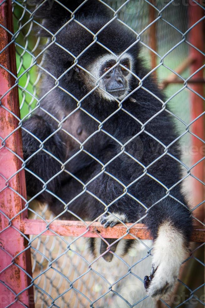 trauriger schwarzer gibbon in einem käfig foto