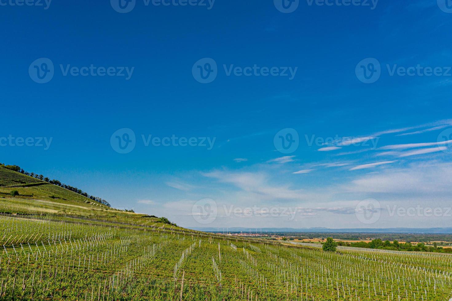 junge grüne elsässische weinberge in der untergehenden sonne foto