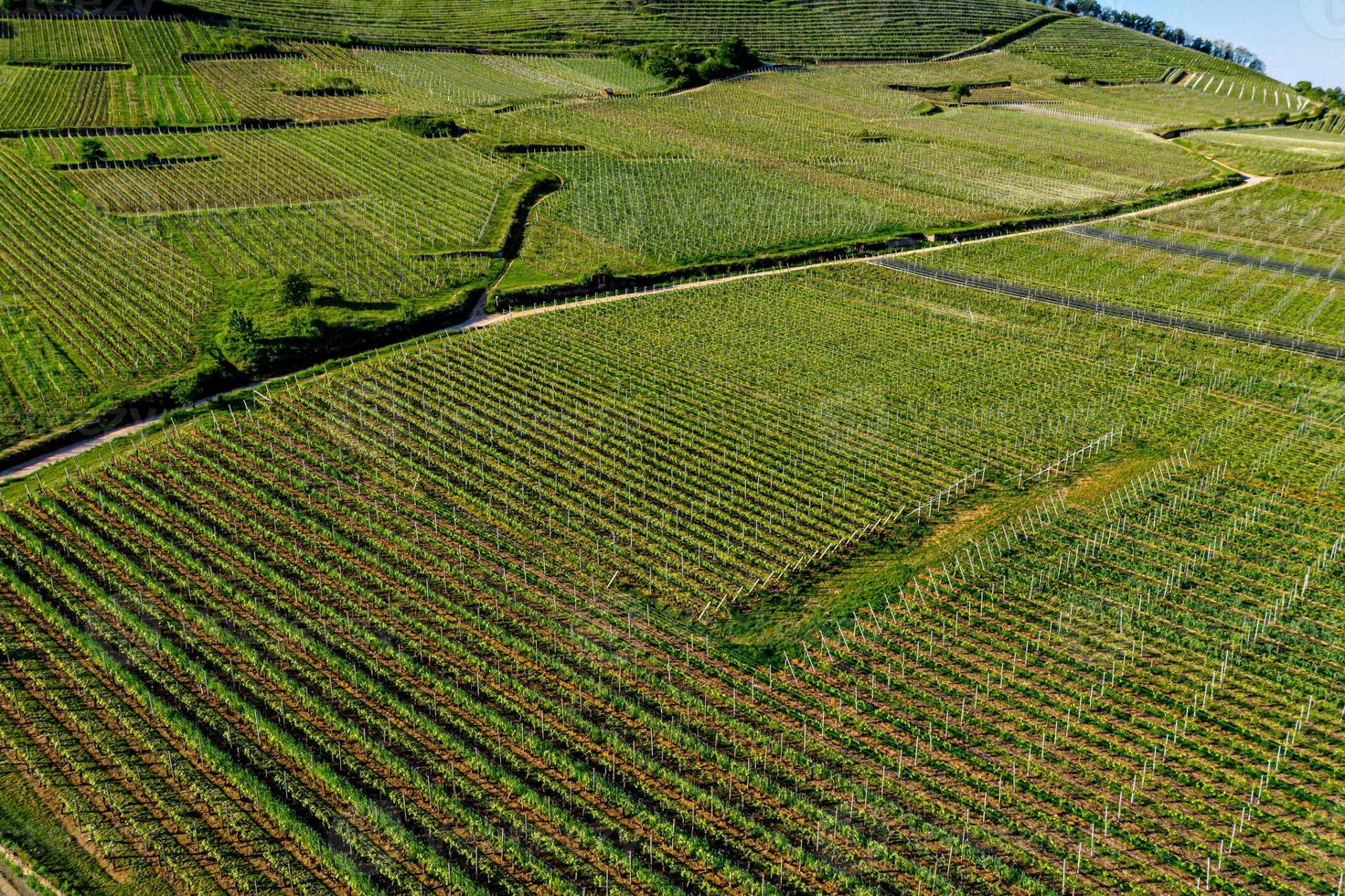 junge grüne elsässische weinberge in der untergehenden sonne foto