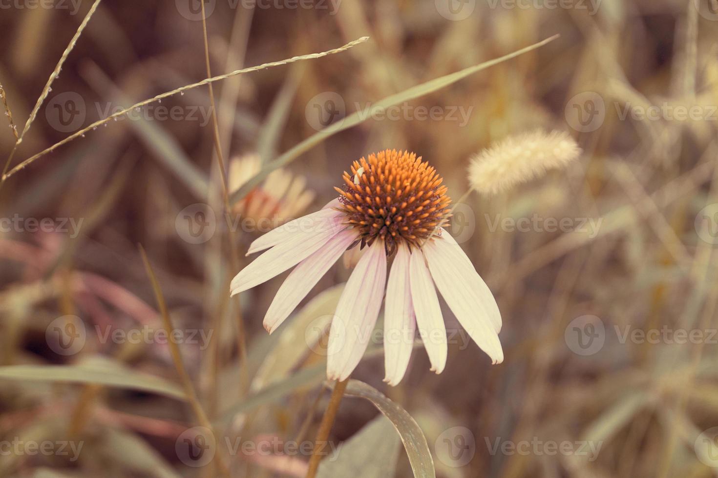 die schönen Blumen und die Natur foto