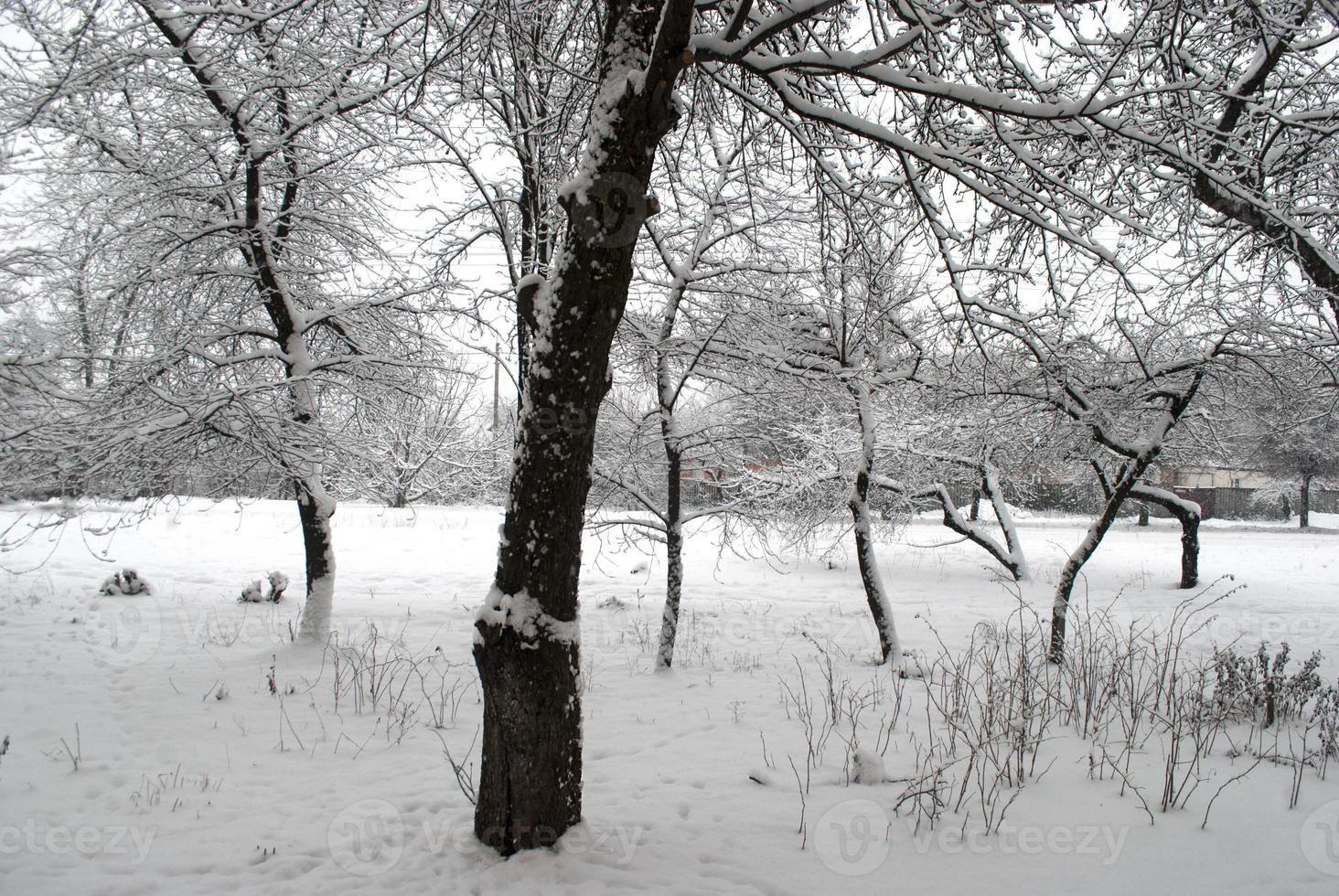 Bäume im Schnee foto