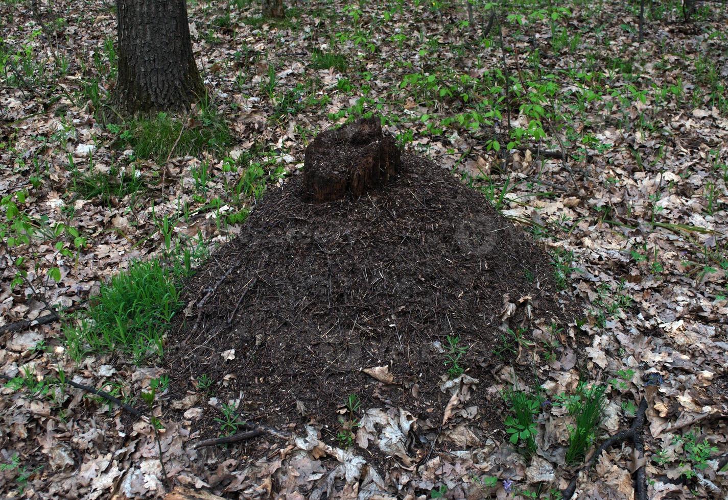 großer Ameisenhaufen im Wald foto