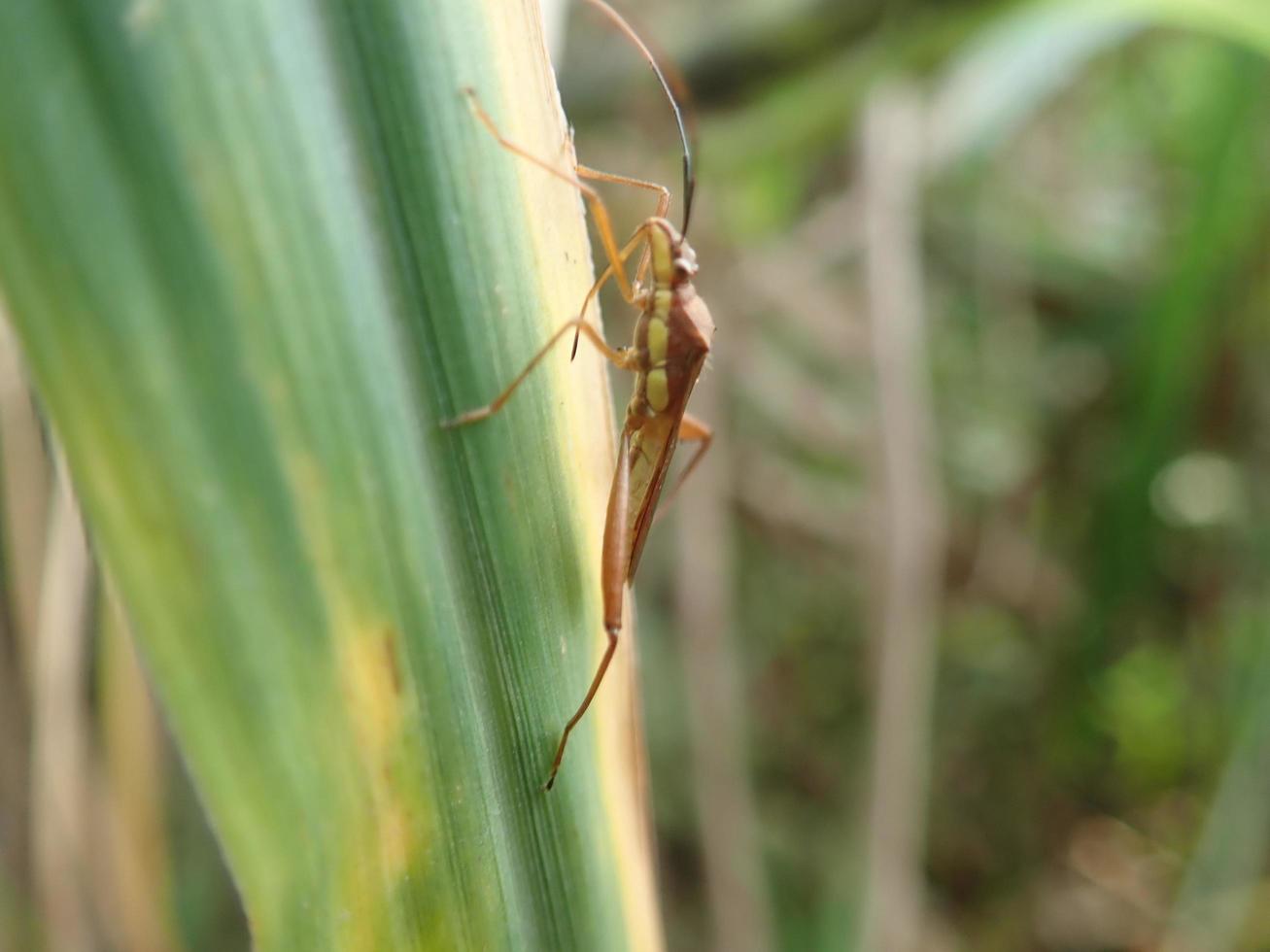 Schließen Sie ein Insekt auf einem grünen Blatt auf einem unscharfen Hintergrund. es ist leptocorisa oratoria walang sangit, indonesien, die reisohrwanze, ist ein insekt aus der familie alydidae, der breitköpfigen wanze. foto