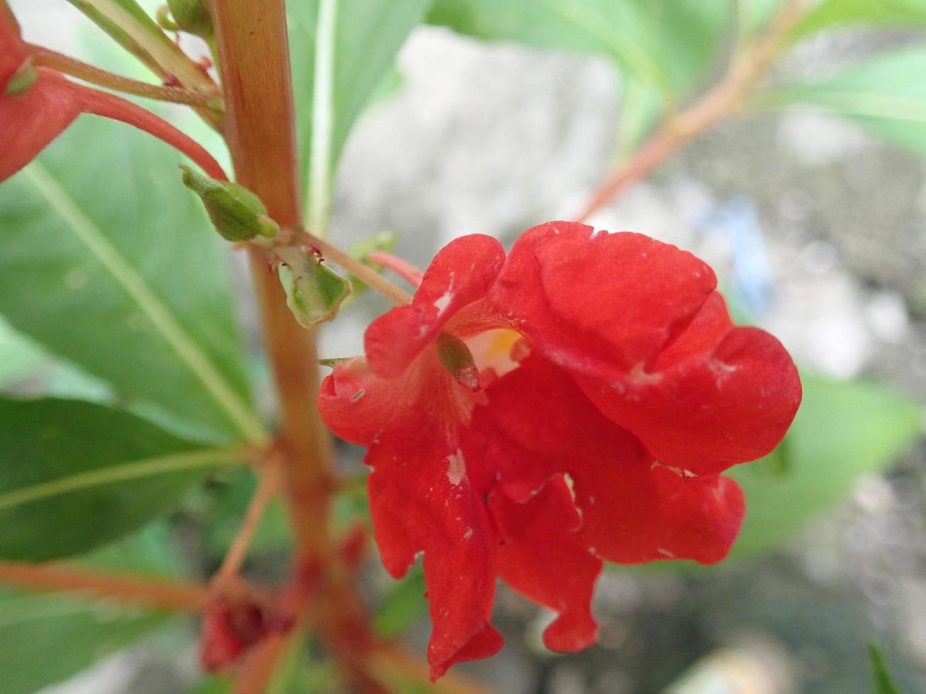 impatiens balsamina flower, allgemein bekannt als balsam, gartenbalsam, rosenbalsam, rühr mich nicht oder geflecktes schnabelkraut, ist eine einjährige pflanze, die 20 bis 75 cm hoch wird, mit einem dicken, aber weichen stiel foto