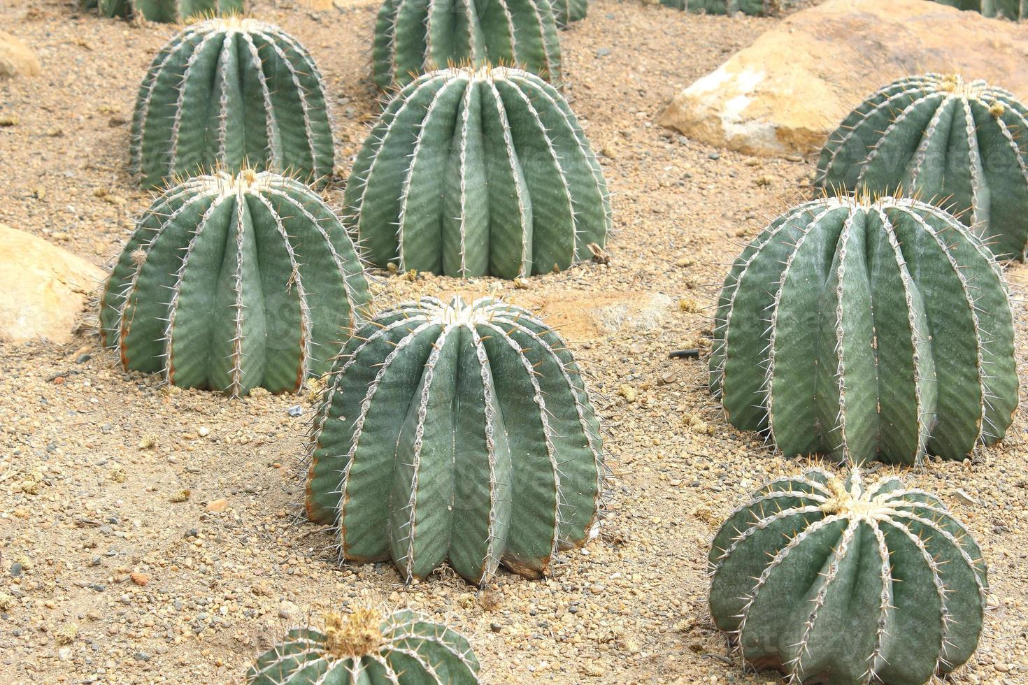 Kaktus im Garten foto