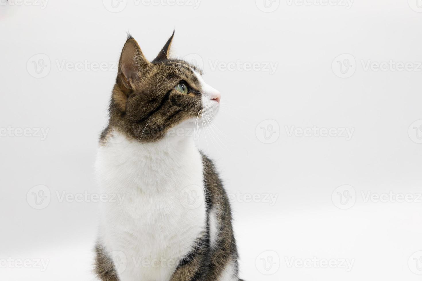 süße Katze der getigerten Katze auf weißem Hintergrund. Studio-Shooting, gut für Design oder Werbung. foto