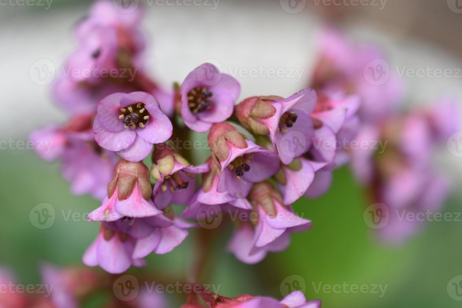 dickblättriger Badan oder dickblättriger Steinbrech oder mongolischer Tee Bergenia crassifolia foto