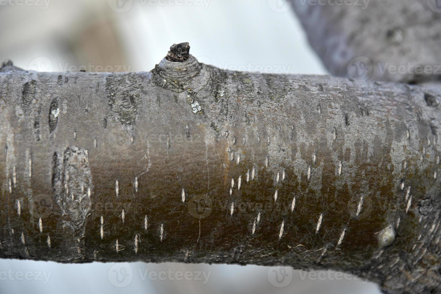 schöne ebereschenbaumrinde und äste mit blättern foto