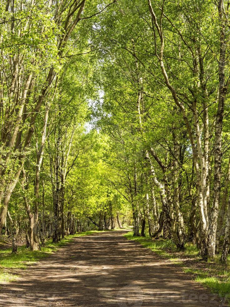 Gasse gesäumt von hohen Silberbirken im gesprenkelten Sonnenlicht foto