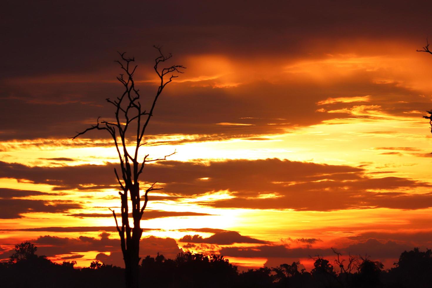 toter Baumschattenbildsonnenuntergang foto