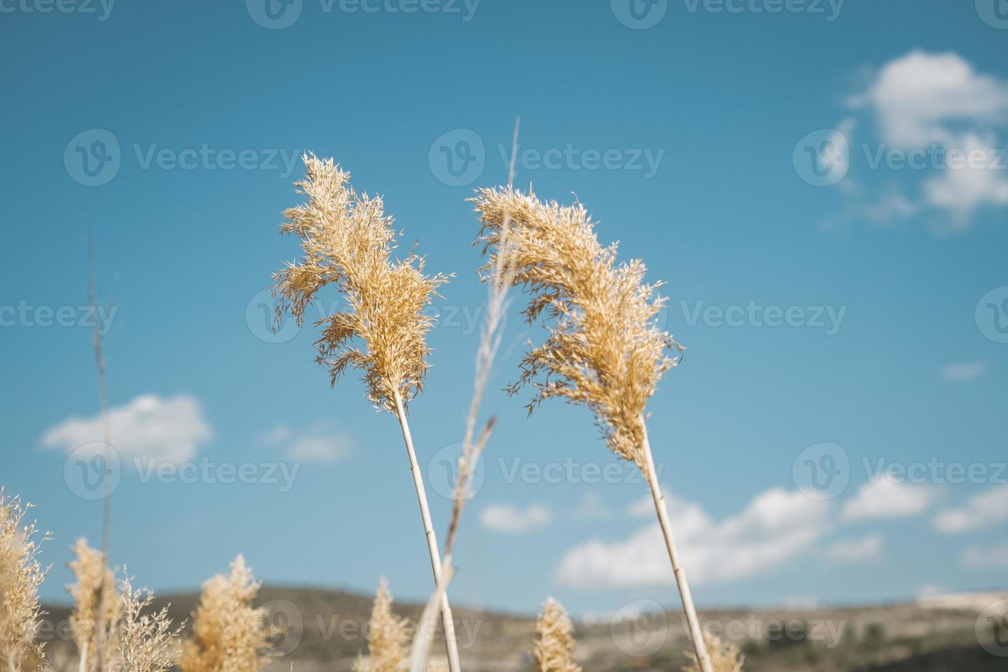 goldenes Schilf, blauer Himmel, Wolken und Berge. beige Schilfgräser. foto