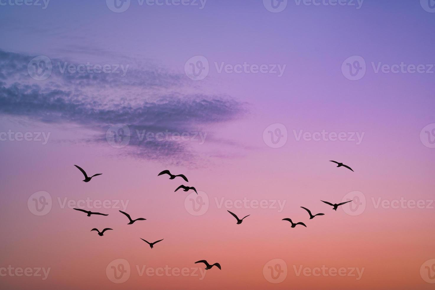 Sonnenaufgangshimmel mit Vogelsilhouetten als Hintergrundbild foto
