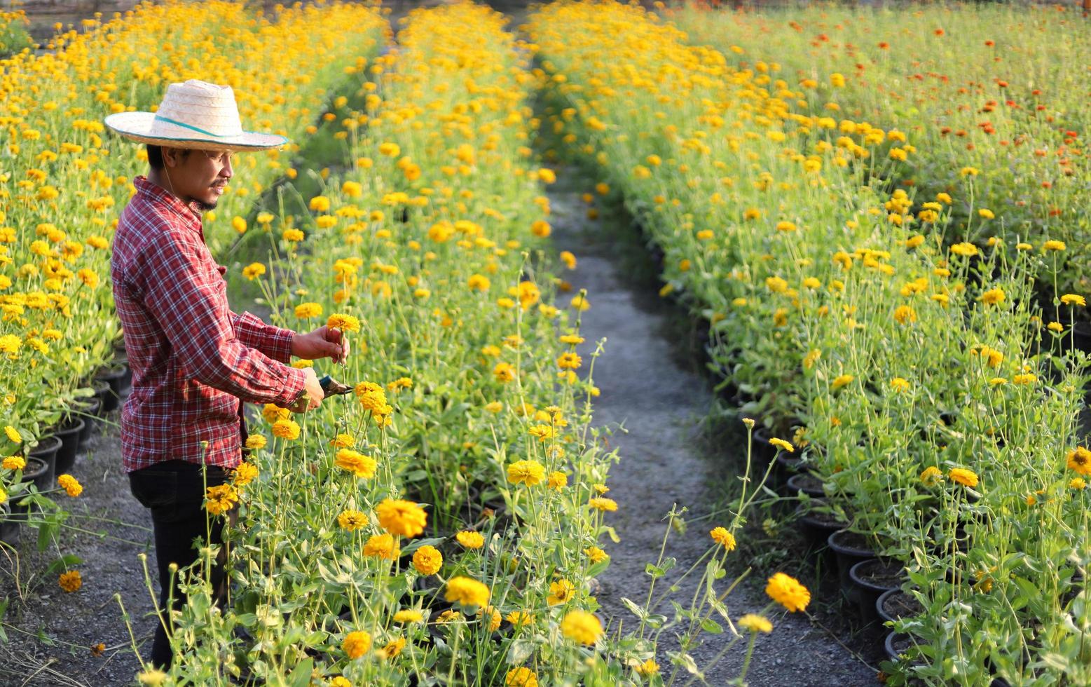 Der asiatische Gärtner schneidet gelbe Ringelblumenblüten mit einer Gartenschere für das Schnittblumengeschäft für die tote Kopf-, Anbau- und Erntezeit foto