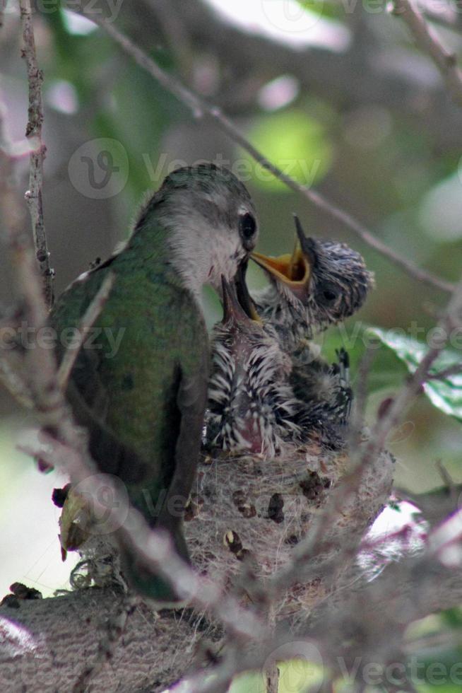weiblicher annas Kolibri füttert zwei Küken foto