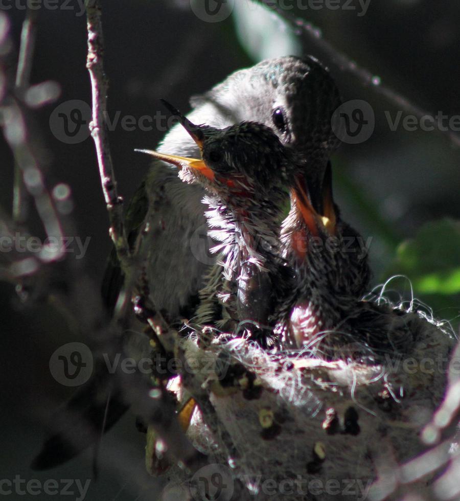 weiblicher annas Kolibri füttert zwei Küken foto