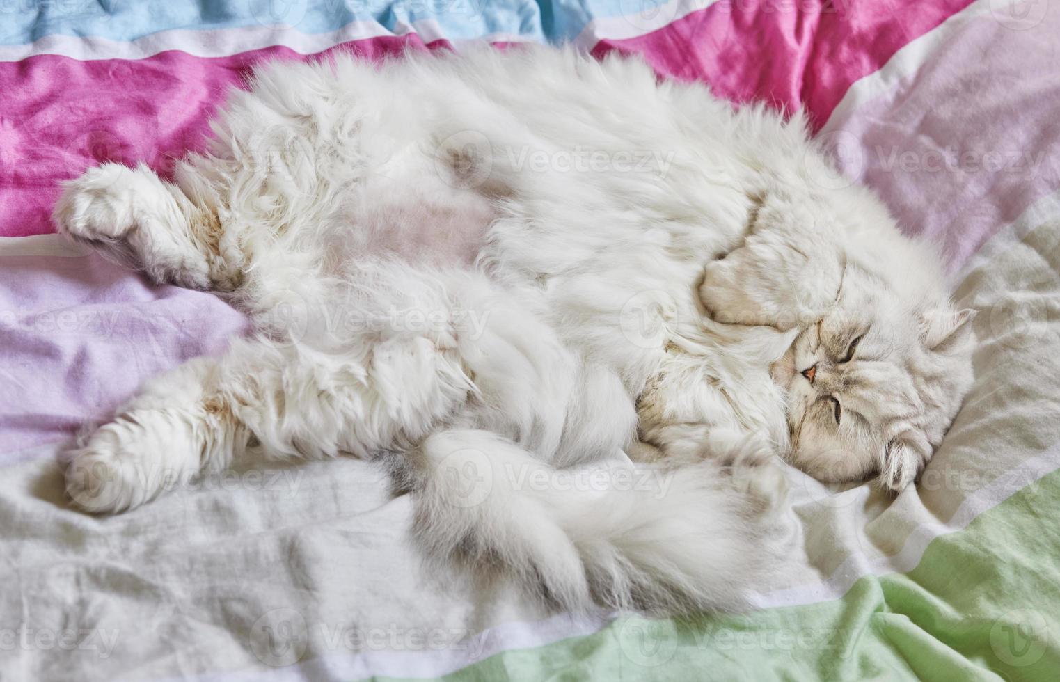 Britische langhaarige weiße Katze liegt auf dem Rücken im Bett foto