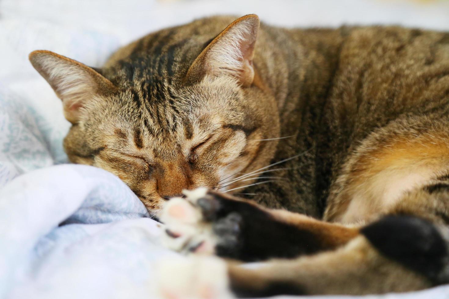 faule katze, die auf bett schläft. foto