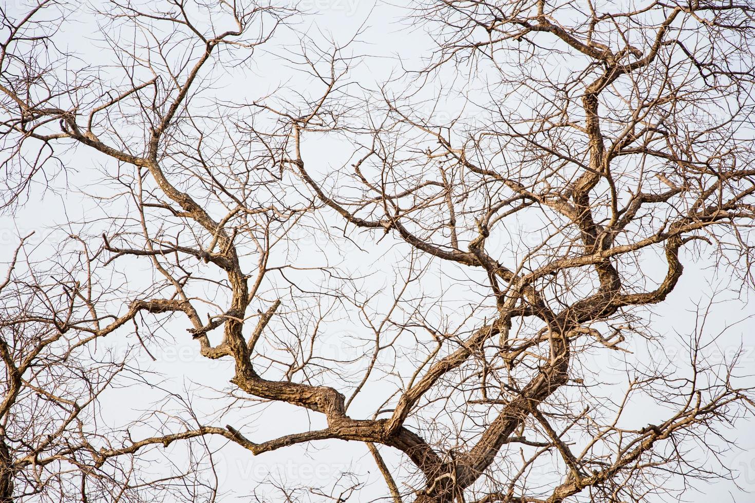 toter und trockener Baum foto