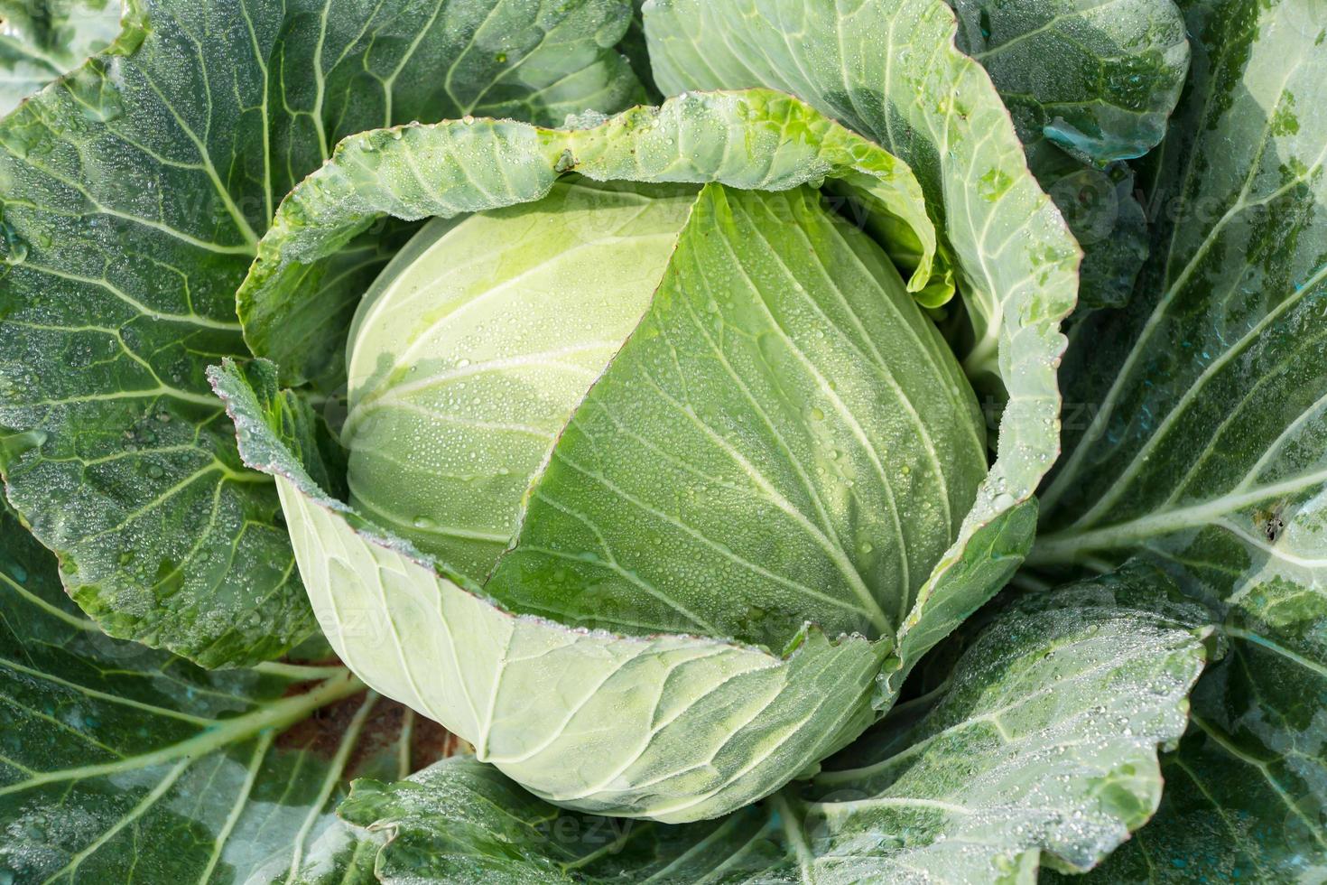 Nahaufnahme von frischem Kohl im Gemüsegarten foto