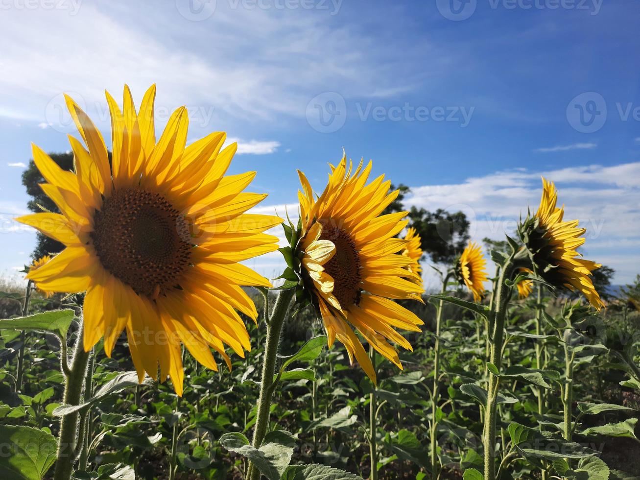 drei sonnenblumen im anbaufeld bei sonnenuntergang foto