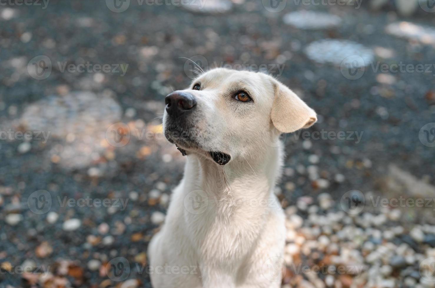 Porträt eines süßen, hungrigen weißen Hundes, der um Essen bettelt, mit kleinem Dribbling im felsigen Garten, freundliches Haustier foto