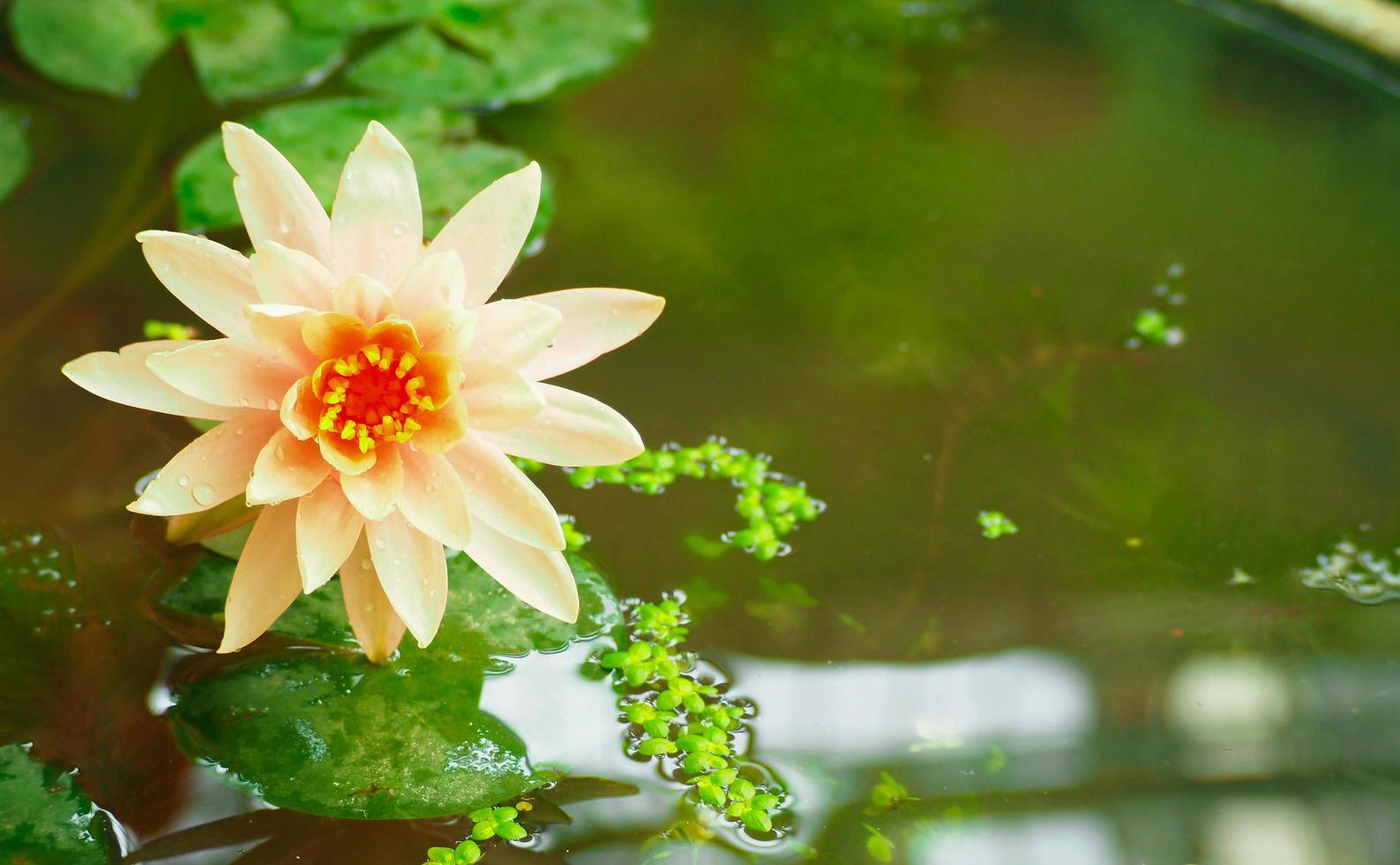 Lotus und Lotusblätter im Teich foto