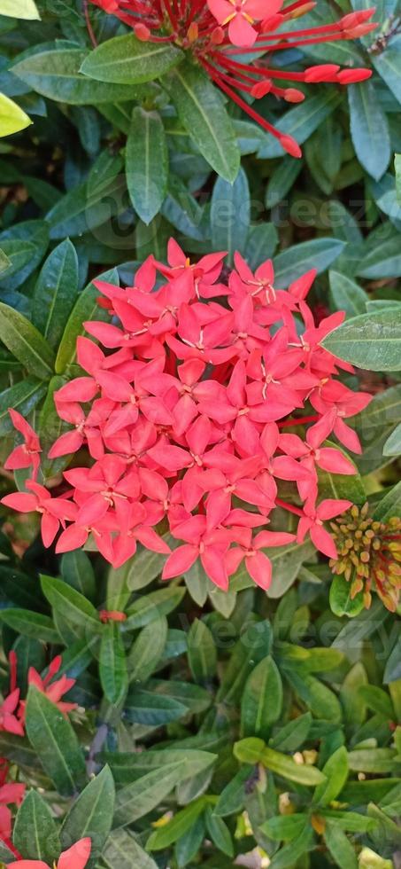 Blumen- und Landschaftshintergrund foto