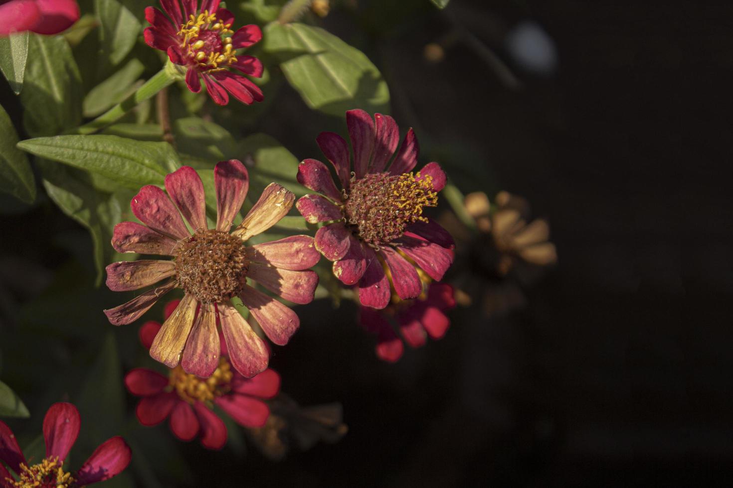 Hintergrund traurige Blume foto