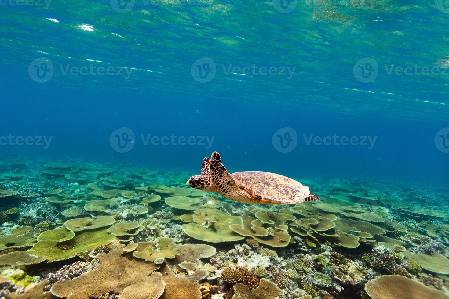 Schildkröte schwimmt unter Wasser foto