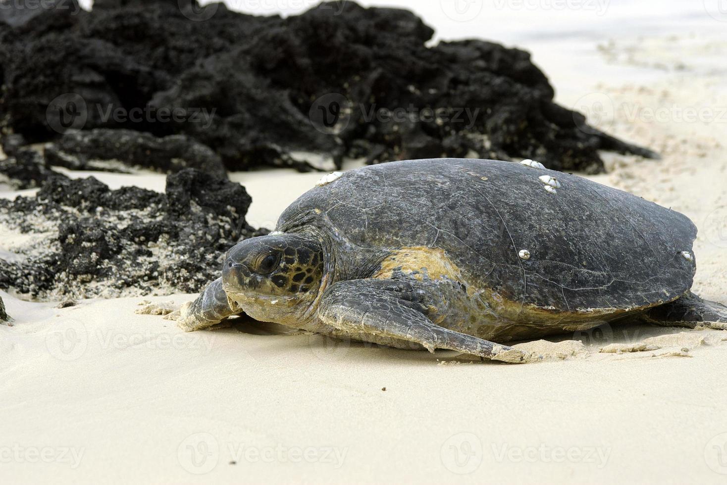 Galapagos grüne Schildkröte foto