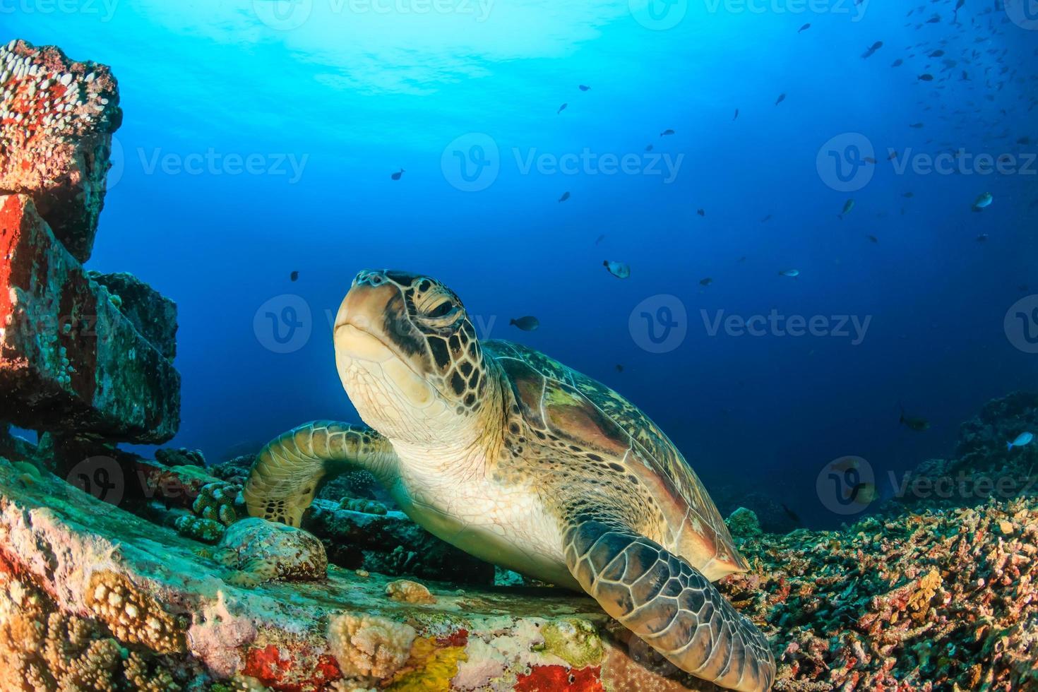 grüne Schildkröte auf einem künstlichen Riff foto