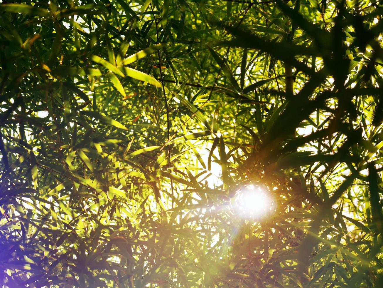 Die Blätter sind dicht gepackt mit Sonnenlicht, das auf den Boden geschickt wird. foto