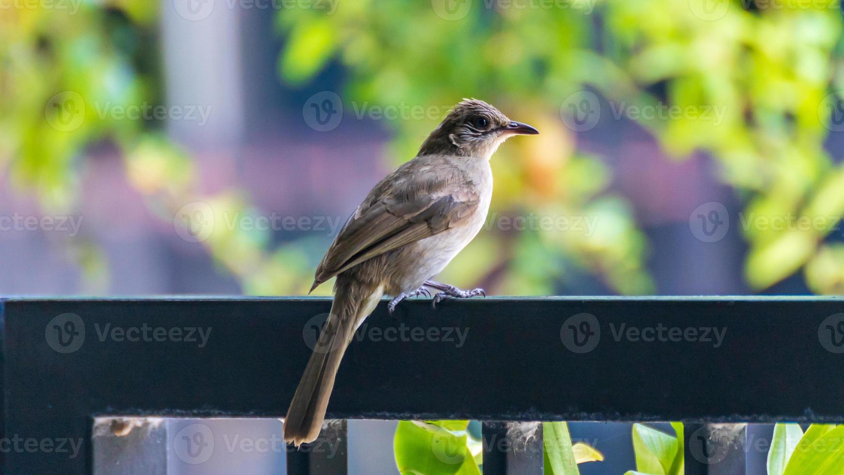 Streak-eared Bulbul, der auf dem Zaun steht foto