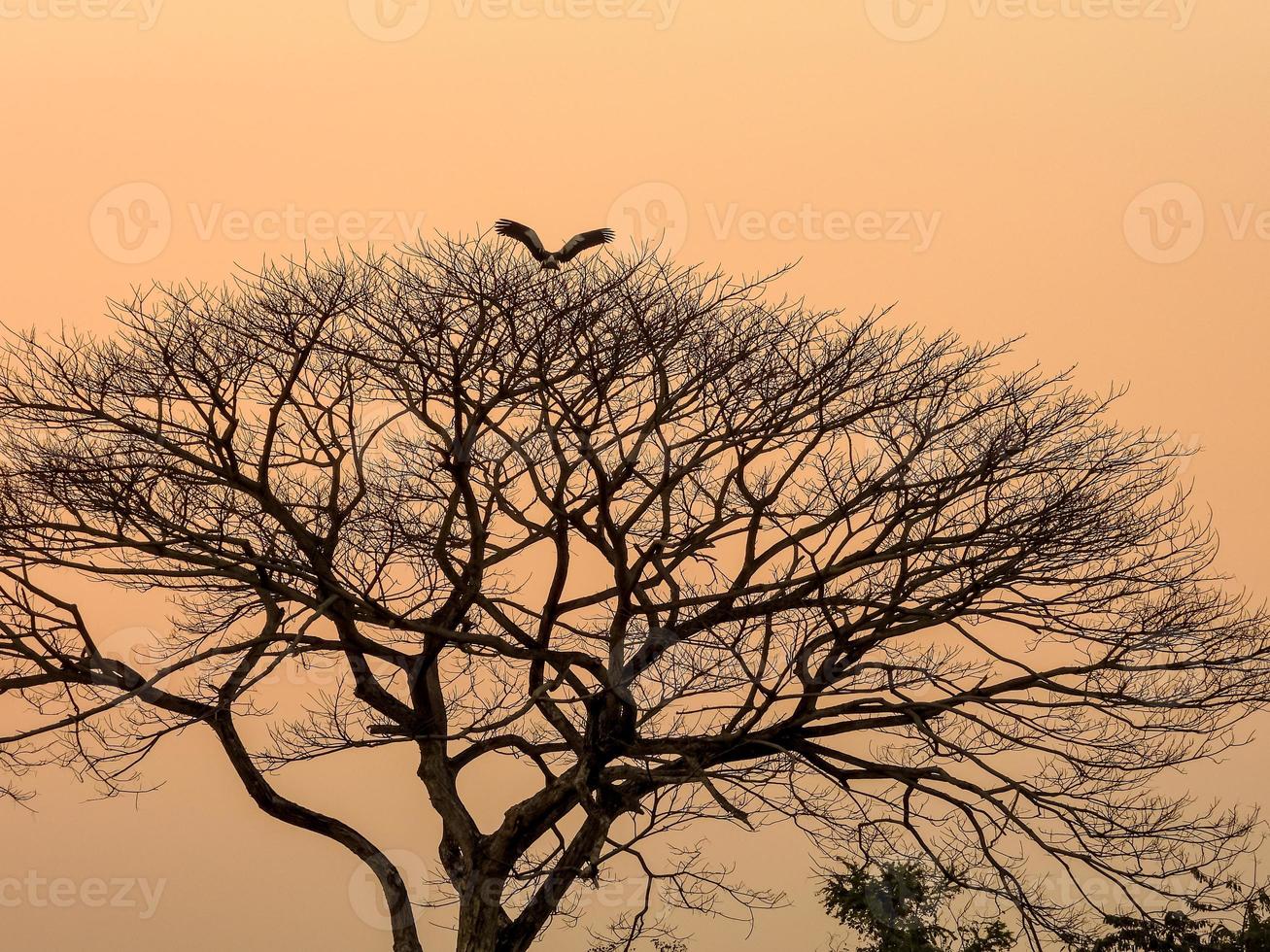 trockener Baum in der Abendsonne foto