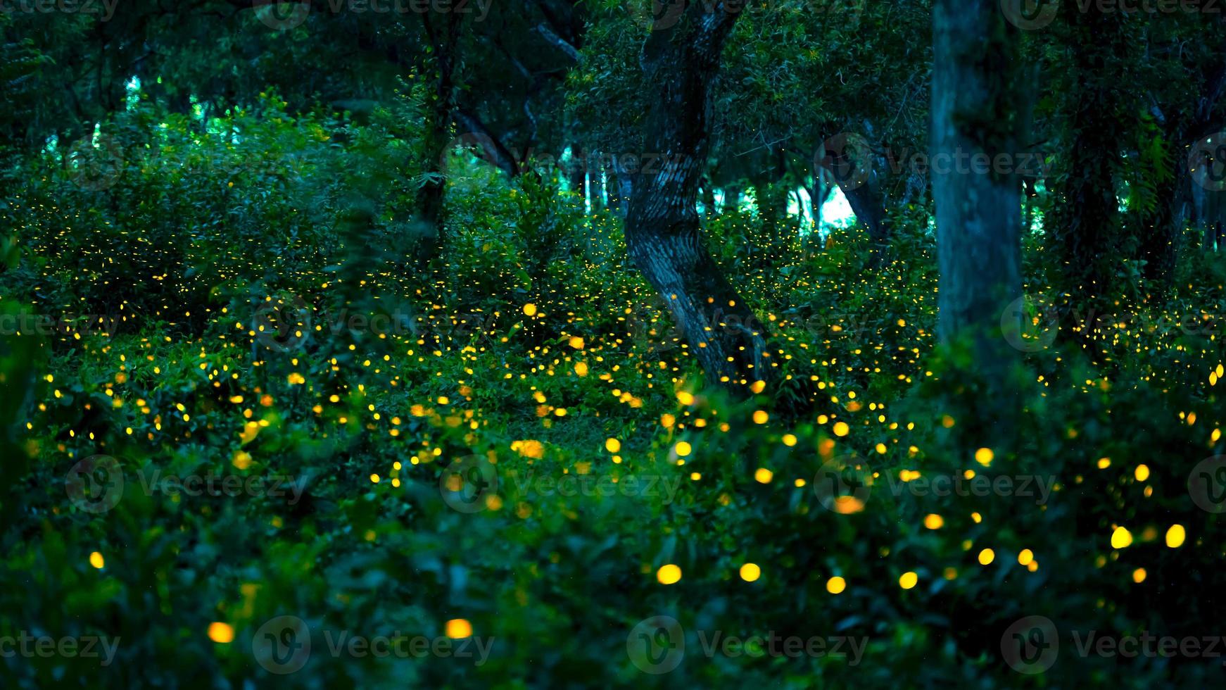 Glühwürmchen fliegen im Wald. glühwürmchen im busch nachts in prachinburi, thailand. Bokeh-Licht von Glühwürmchen, die nachts im Wald fliegen. Langzeitbelichtungsfotos bei Nacht haben Rauschen, selektiven Fokus. foto