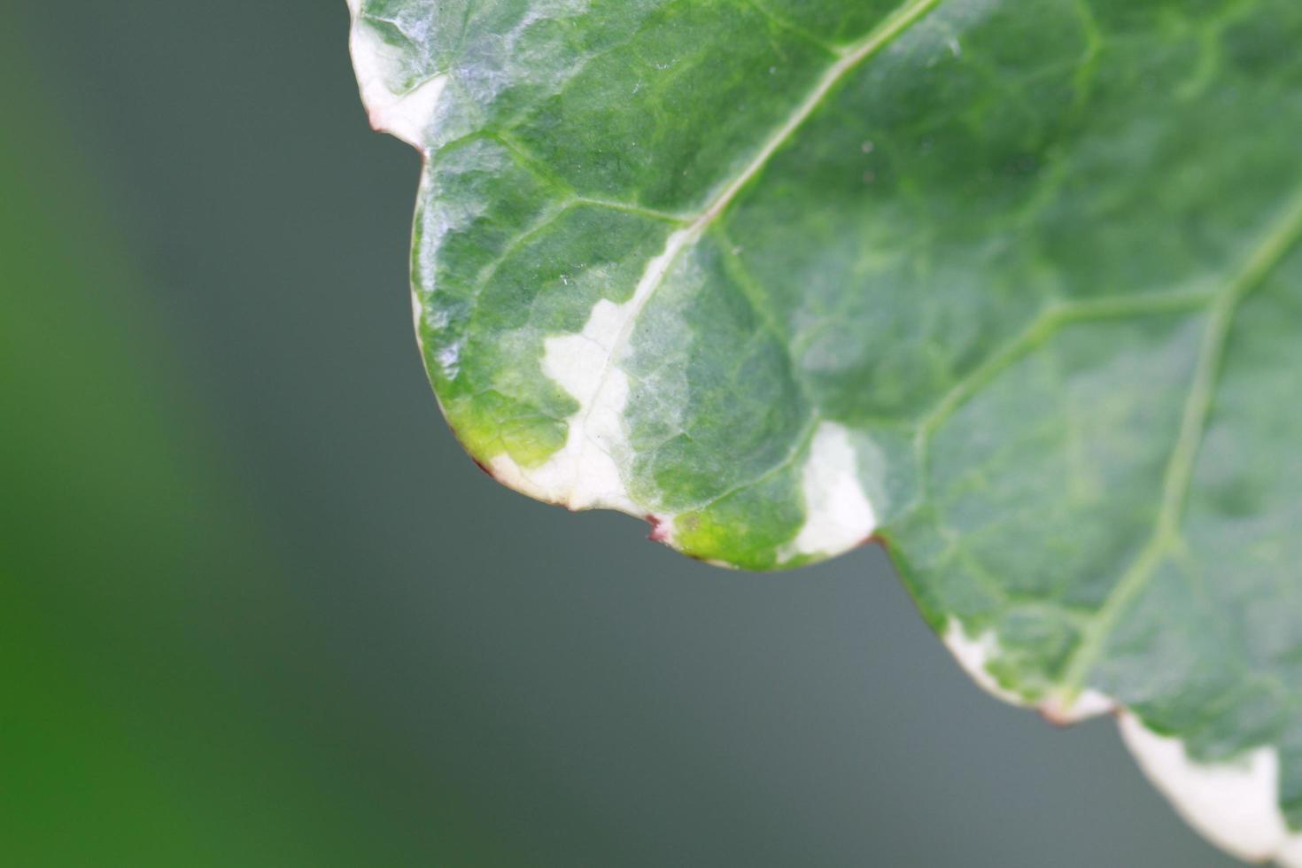 frische grüne Blätter für Hintergrund- und Grafikelemente foto