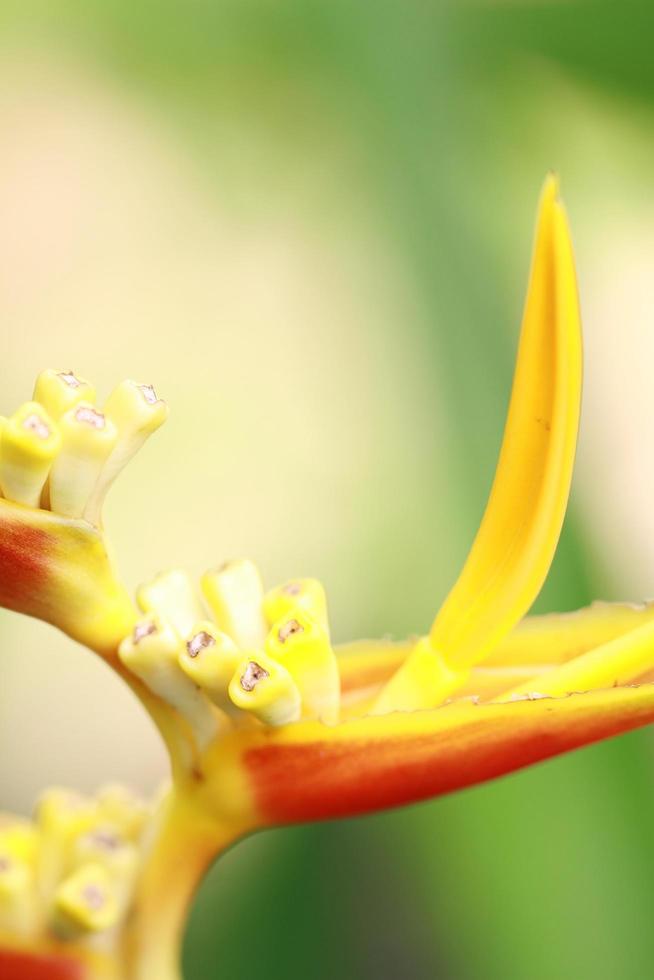 gelbe Blumen für Hintergrund- und Grafikelemente foto