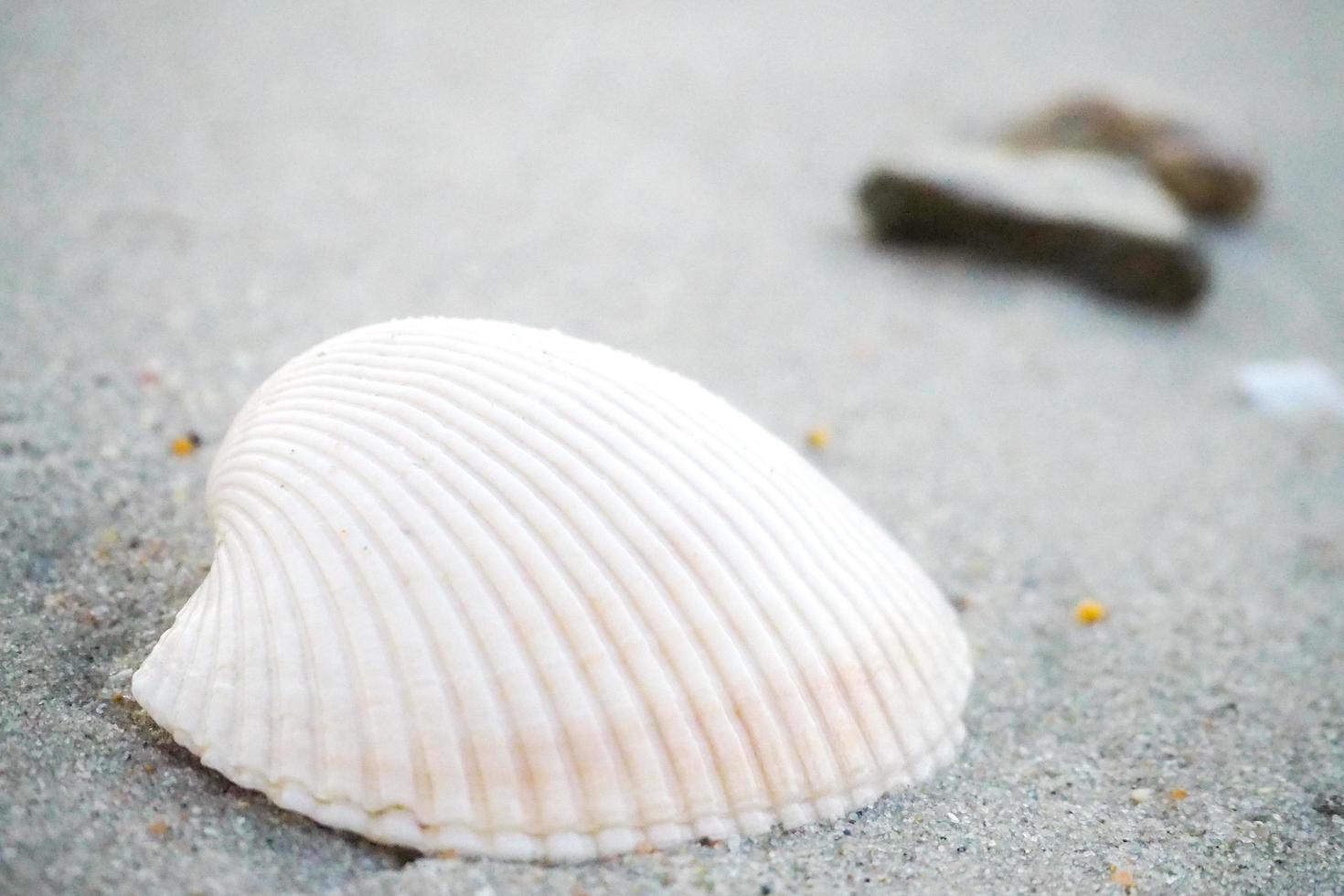 weiße Muschel auf dem Sand am Strand hautnah. foto