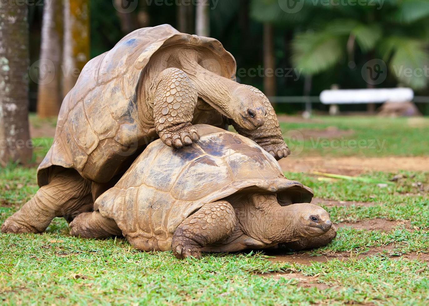 zwei Schildkröten, die sich sympathisieren foto