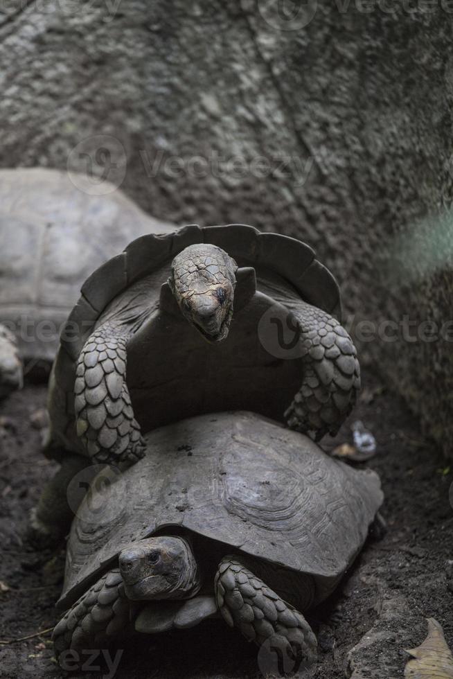 Schildkröten foto