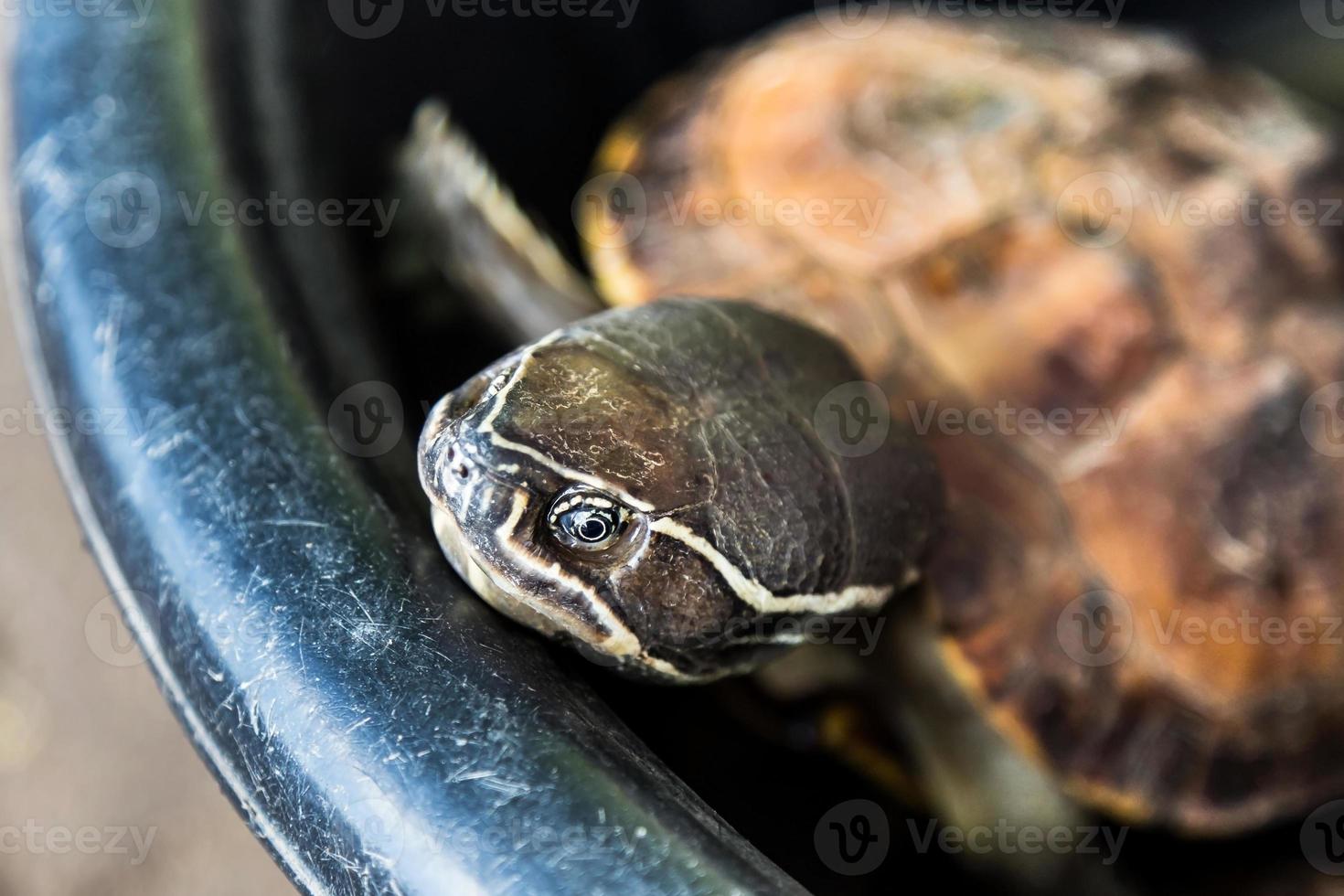 Nahaufnahme Kopf einer Schildkröte foto