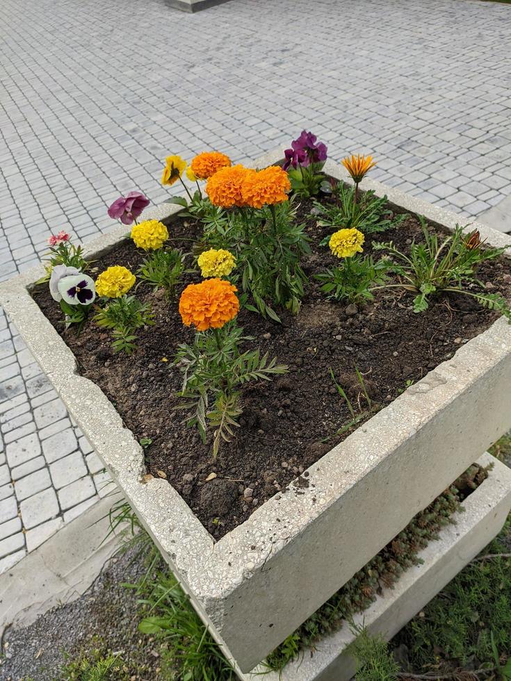 gelbe und orange Blüten, Tagetes erecta. foto