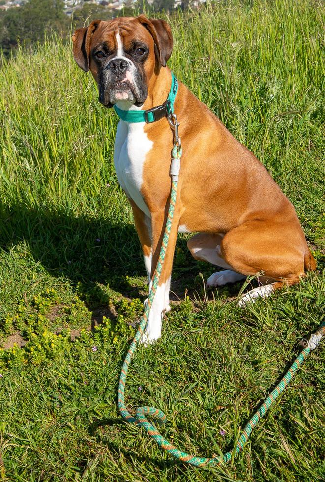 fawn boxer erwachsener hund auf gras y hilside foto