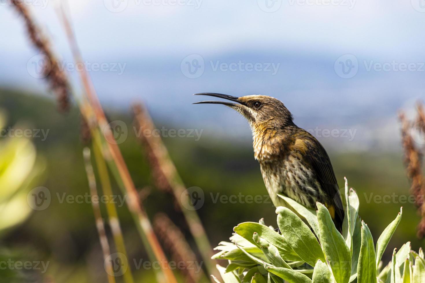 Cape Sugarbird sitzt auf Pflanzen Blumen, Kirstenbosch National Botanical Garden. foto