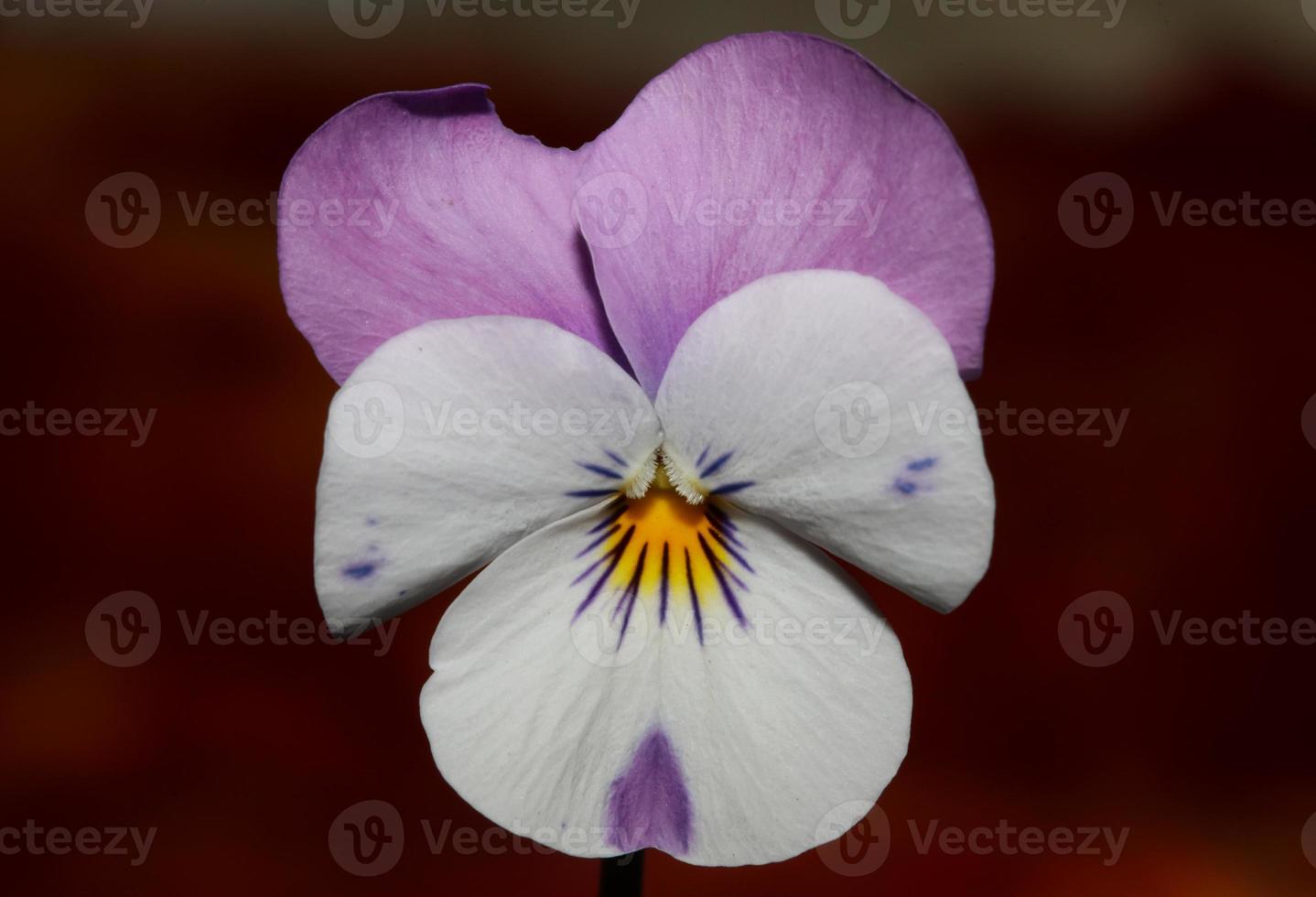 bunt blume blüte nahaufnahme landwirtschaftlich hintergrund viola tricolor l. Familie Violaceae hochwertiger botanischer Druck in großer Größe foto