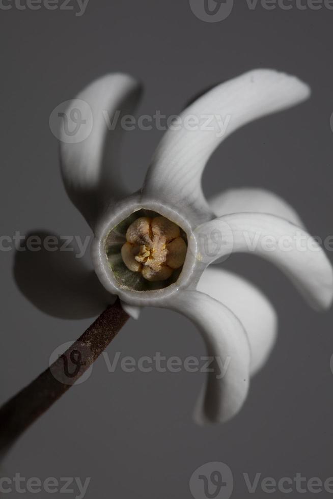 weiße blume blüte nahaufnahme hintergrund alpenveilchen hederifolium familie primulaceae hochwertige große drucke foto