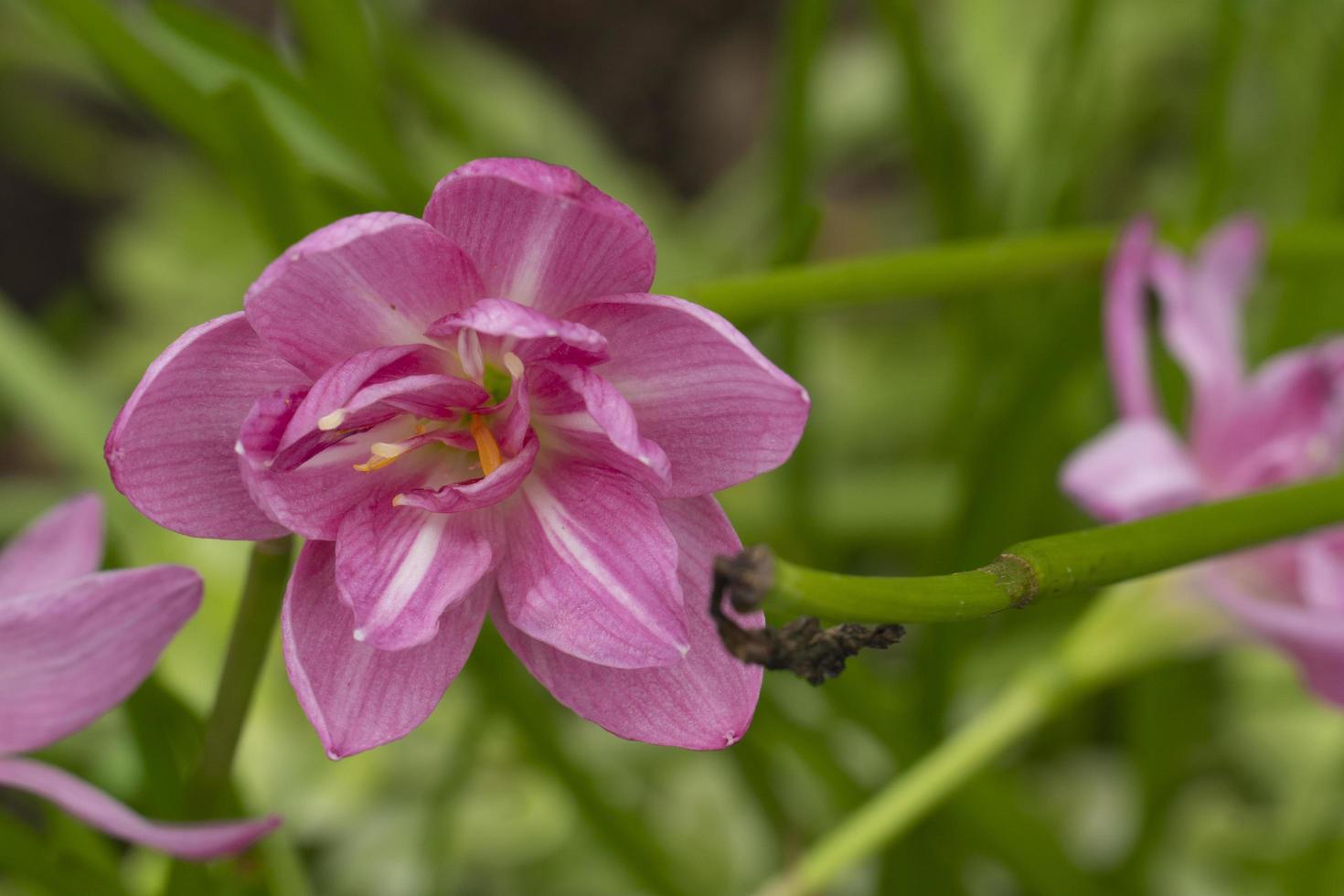 rosa blume von zephyranthes grandiflora. Diese krautige Pflanze hat kleine, schlanke Blätter und trägt das ganze Jahr über einen Blumenstrauß. foto