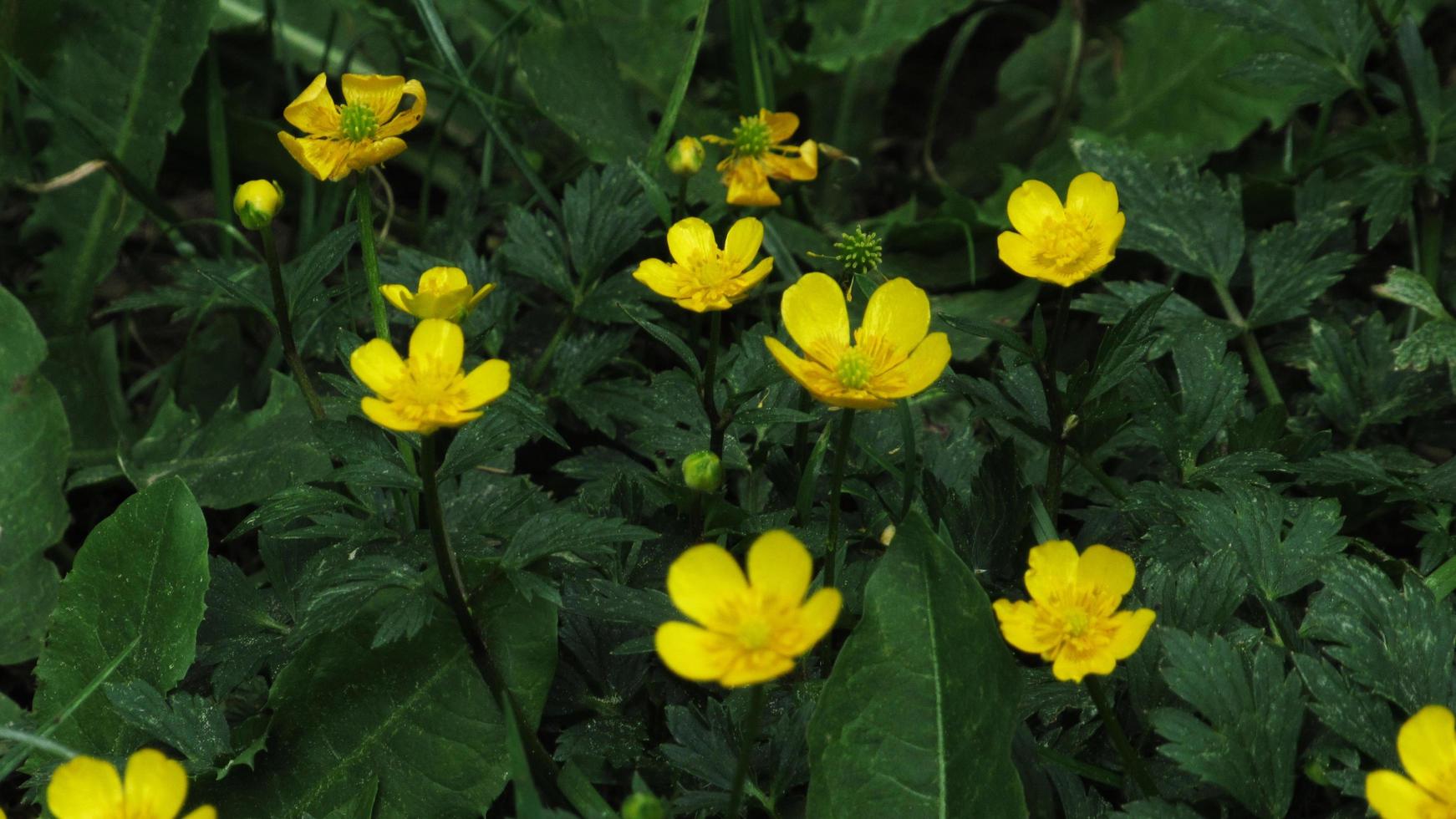 gelbe Blumen im grünen Gras foto