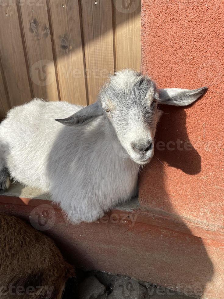 junge weiße Ziege. Ziege, die die Kamera untersucht. süßes tier foto